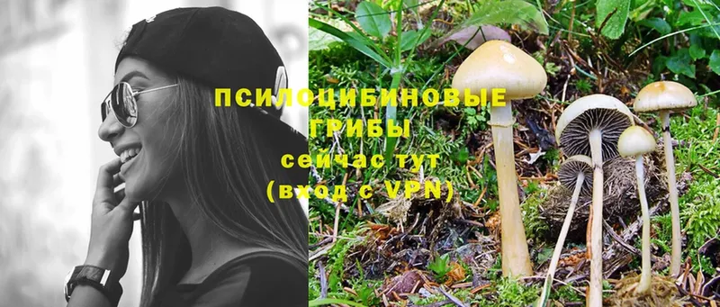 Галлюциногенные грибы Psilocybe  Валдай 